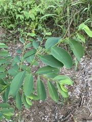 Bridelia cathartica