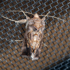 Chrysodeixis subsidens