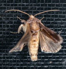 Chrysodeixis subsidens