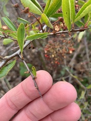 Pyracantha fortuneana