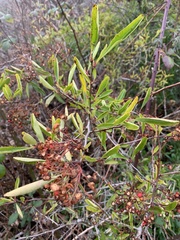 Pyracantha fortuneana