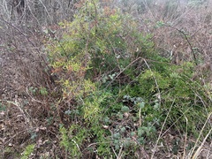 Pyracantha fortuneana