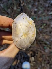 Agaricus albolutescens