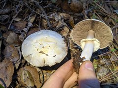 Agaricus albolutescens