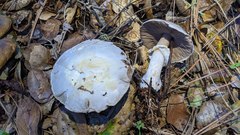 Agaricus albolutescens