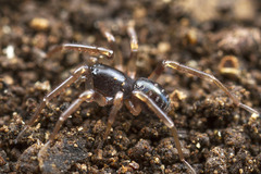 Oedignatha