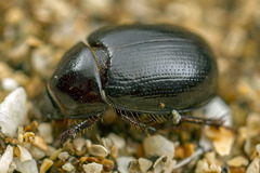 Hybosorus
