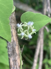 Cynanchum mossambicense