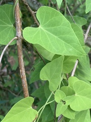 Cynanchum mossambicense