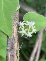 Cynanchum mossambicense