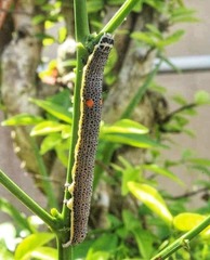 Bastilla joviana