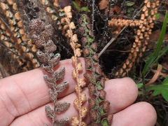 Astrolepis windhamii