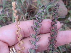 Astrolepis windhamii