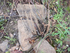 Astrolepis windhamii