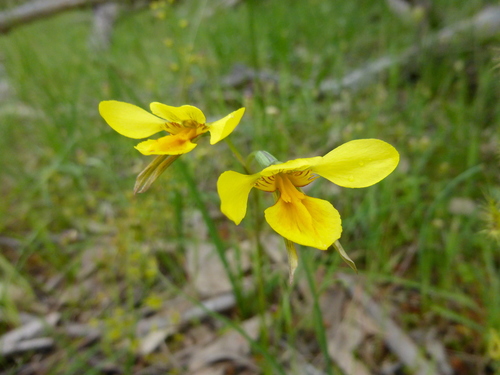 Image of Golden cowslips by (c) Kiri Bee, some rights reserved (CC BY)