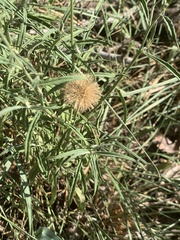 Parapolydora fastigiata