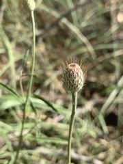 Parapolydora fastigiata