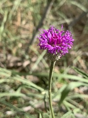 Parapolydora fastigiata