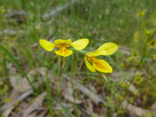 Image of Diuris behrii by (c) Kiri Bee, some rights reserved (CC BY)