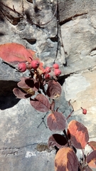 Cotoneaster tomentosus