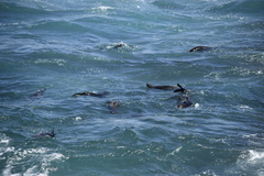 Arctocephalus pusillus