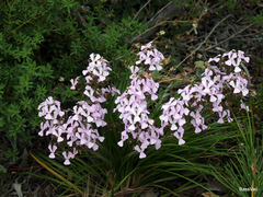 Stylidium albomontis