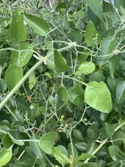 Jasminum fluminense fluminense