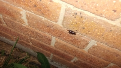 Drymaplaneta semivitta