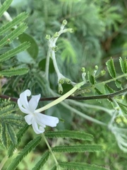 Jasminum fluminense fluminense
