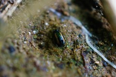 Phyllotreta rectilineata