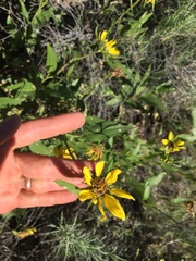Helianthus nuttallii