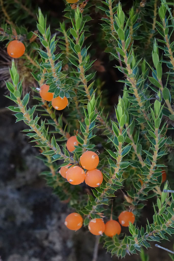 Styphelia nesophila, Mackenzie District, Canterbury, New Zealand, by john_barkla
