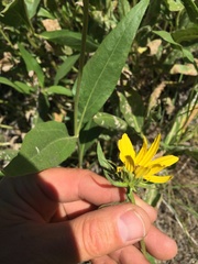 Helianthus nuttallii