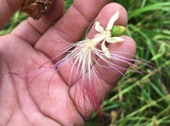 Archidendron grandiflorum
