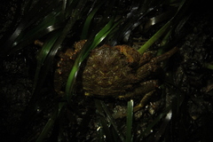 Telmessus cheiragonus