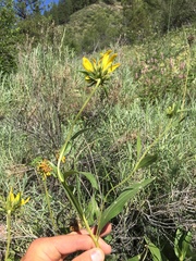 Helianthus nuttallii