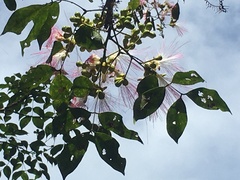 Archidendron grandiflorum