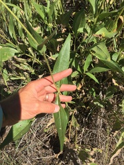 Helianthus nuttallii