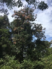 Archidendron grandiflorum