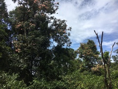 Archidendron grandiflorum