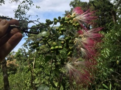 Archidendron grandiflorum