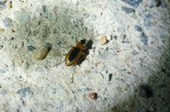 Agonum daimio