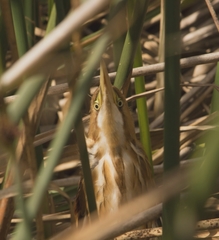 Ixobrychus involucris