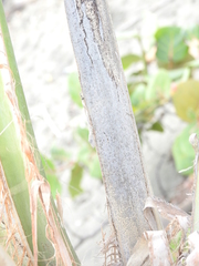 Anolis distichus