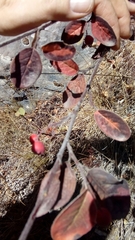 Cotoneaster tomentosus