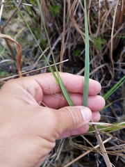 Eragrostis atrovirens