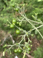 Jasminum fluminense fluminense