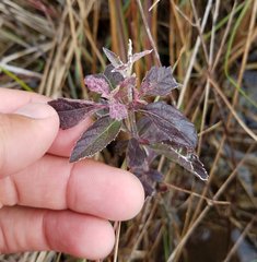 Verbena scabra