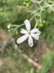 Jasminum fluminense fluminense