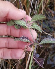 Verbena scabra
